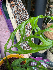 Monstera obliqua Peru / Lacy Monstera