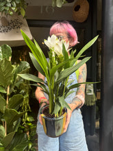 Load image into Gallery viewer, Curcuma alismatifolia Siam Sisto / Siam Tulip
