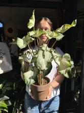 Load image into Gallery viewer, Caladium White / Angel Wings
