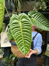 Load image into Gallery viewer, Anthurium veitchii / King Anthurium - *Local Delivery or Local Pick Up Only*
