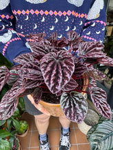 Load image into Gallery viewer, Peperomia caperata Luna Red / Radiator Plant
