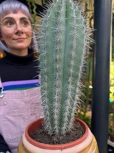 Pachycereus pringlei / Mexican Giant Cactus
