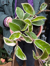 Load image into Gallery viewer, Hoya carnosa Krimson Queen / Wax Plant
