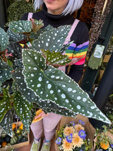 Load image into Gallery viewer, Begonia maculata Spotlight Green / Polka Dot Angel Wing
