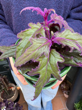 Load image into Gallery viewer, Gynura aurantiaca / Purple Passion Plant - 8.5cm Pot
