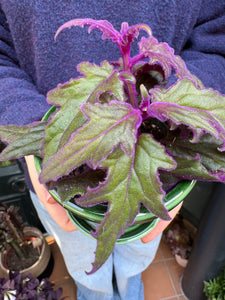 Gynura aurantiaca / Purple Passion Plant - 8.5cm Pot