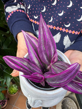 Load image into Gallery viewer, Tradescantia Pink Paradise / Inch Plant - 6cm Pot
