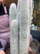 Load image into Gallery viewer, Cleistocactus strausii / Silver Torch / Wooly Torch - *Local Delivery or Local Pick Up Only*
