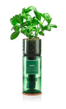 Load image into Gallery viewer, Hydro Herb Kit - Basil, Mint or Coriander
