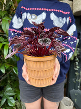 Load image into Gallery viewer, Peperomia caperata Luna Red / Radiator Plant
