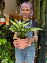 Load image into Gallery viewer, Aglaonema Snow White / Chinese Evergreen
