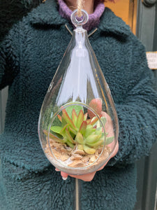 Hanging Succulent Terrarium - *Local Delivery or Local Pick Up Only*