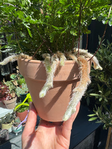 Humata tyermanii / White Rabbit's Foot Fern