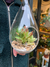 Load image into Gallery viewer, Hanging Succulent Terrarium - *Local Delivery or Local Pick Up Only*
