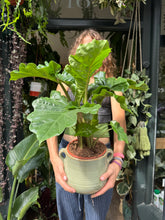 Load image into Gallery viewer, Alocasia Low Rider / Elephant Ear - *Local Delivery or Local Pick Up Only*
