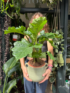 Alocasia Low Rider / Elephant Ear - *Local Delivery or Local Pick Up Only*