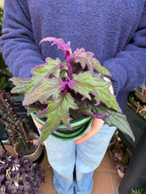 Load image into Gallery viewer, Gynura aurantiaca / Purple Passion Plant - 8.5cm Pot
