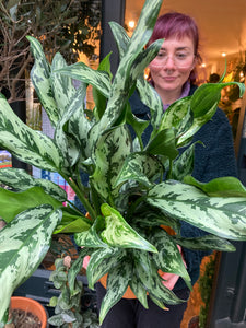 Aglaonema Miss Juliette - *Local Delivery or Local Pick Up Only*