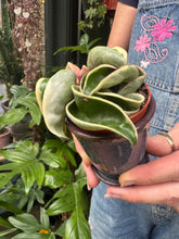 Load image into Gallery viewer, Hoya carnosa Compacta Variegata / Variegated Hindu Rope Wax Plant
