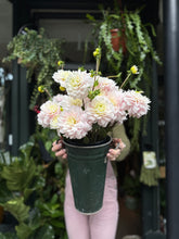 Load image into Gallery viewer, Dahlia Silver Years - Price Per Bunch
