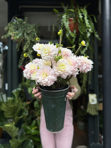 Dahlia Silver Years - Price Per Bunch