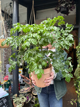 Load image into Gallery viewer, Radermachera sinica / China Doll Plant / Emerald Tree - *Local Delivery or Local Pick Up Only*
