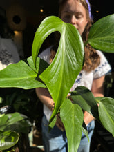 Load image into Gallery viewer, Monstera burle Marx Flame
