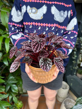 Load image into Gallery viewer, Peperomia caperata Luna Red / Radiator Plant
