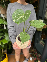 Load image into Gallery viewer, Monstera Thai Constellation / Variegated Cheese Plant
