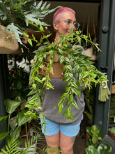 Load image into Gallery viewer, Hoya lanceolata Bella / Wax plant
