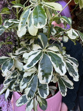 Load image into Gallery viewer, Schefflera Charlotte / Umbrella Plant - *Local Delivery or Local Pick Up Only*
