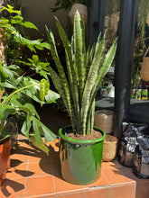 Load image into Gallery viewer, Sansevieria trifasciata Zeylanica / Snake Plant - *Local Delivery or Pick Up Only*
