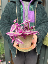 Load image into Gallery viewer, Tradescantia Pink Paradise / Inch Plant
