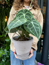 Load image into Gallery viewer, Anthurium clarinervium / Velvet Cardboard Anthurium
