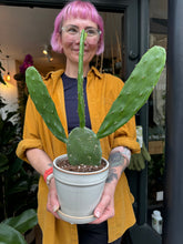 Load image into Gallery viewer, Opuntia cochenillifera / Cochineal Nopal Cactus
