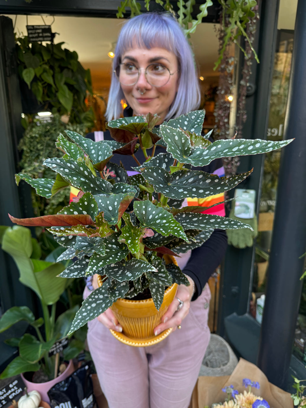 Begonia maculata Spotlight Green / Polka Dot Angel Wing