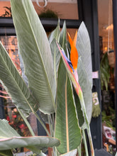 Load image into Gallery viewer, Strelitzia reginae / Bird of Paradise - *Local Delivery or Local Pick Up Only*
