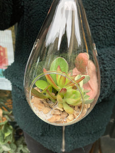 Hanging Succulent Terrarium - *Local Delivery or Local Pick Up Only*