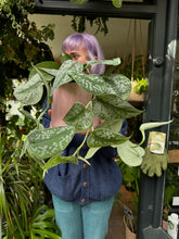 Load image into Gallery viewer, Epipremnum pictus Trebie / Satin Pothos
