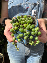 Load image into Gallery viewer, Senecio herreianus / String of Beads - 6cm Pot
