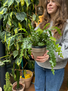 Epiphyllum anguliger 14cm Pot - Fishbone Cactus