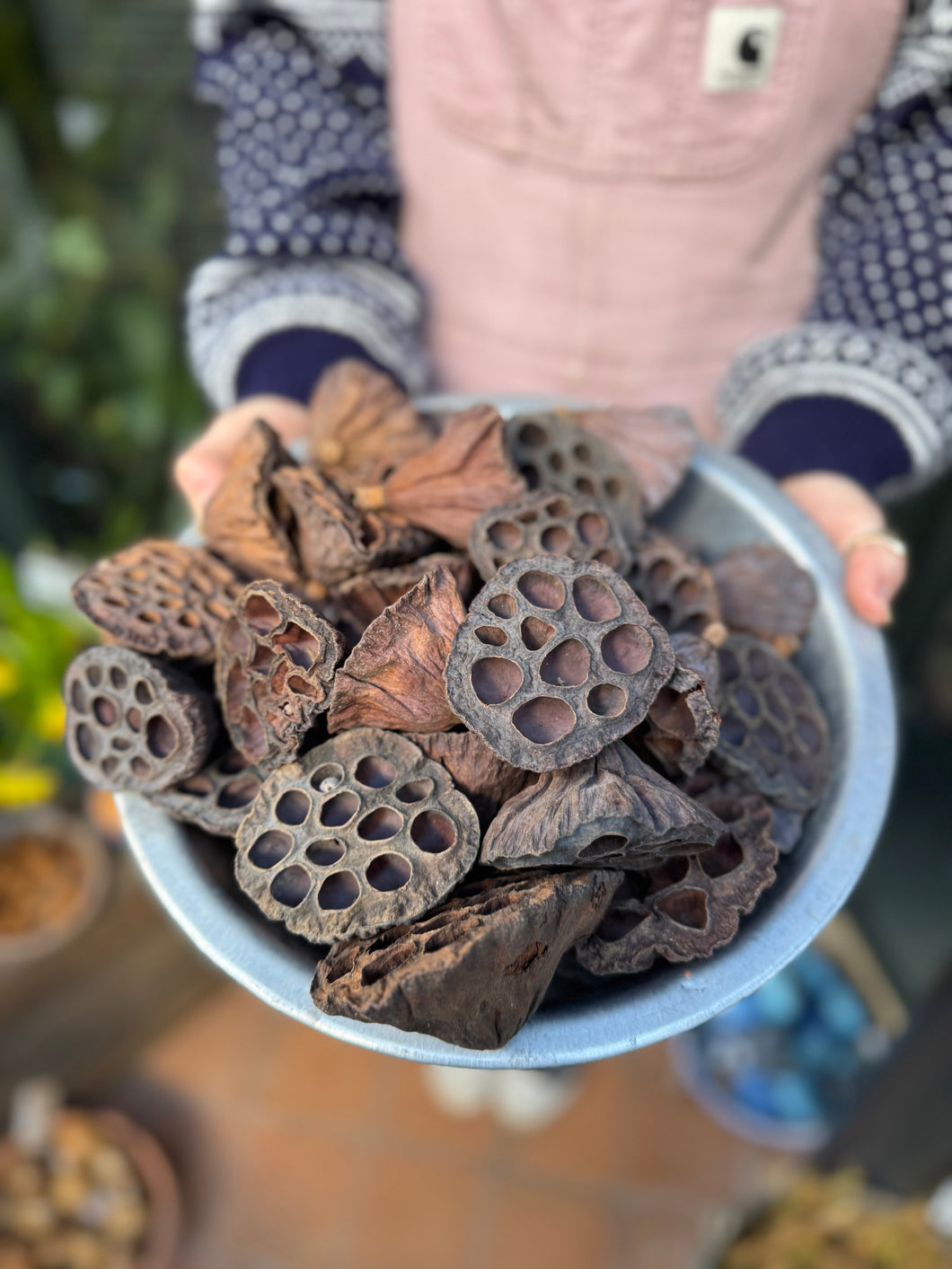 Lotus Head Seed Pods
