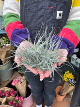 Load image into Gallery viewer, Tillandsia Cotton Candy / Airplant

