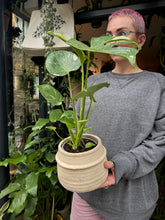 Load image into Gallery viewer, Monstera Thai Constellation / Variegated Cheese Plant

