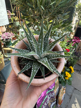 Load image into Gallery viewer, Haworthia fasciata Alba / Zebra Haworthia
