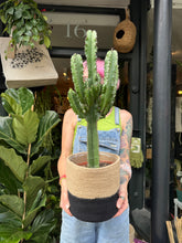 Load image into Gallery viewer, Euphorbia abyssinica Erytrea / Candelabra Cactus - *Local Delivery or Local Pick Up Only*
