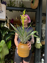 Load image into Gallery viewer, Tillandsia oerstediana / Flaming Sword Bromeliad - *Local Delivery or Local Pick Up only*
