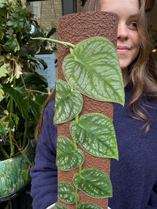 Monstera dubia / Shingle Plant