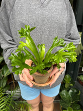 Load image into Gallery viewer, Asplenium nidus Leslie / Crested Bird’s Nest Fern
