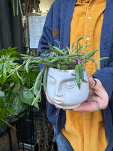 Load image into Gallery viewer, Senecio herreianus Purple Flush / String of Bananas
